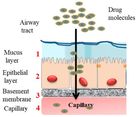 Enhanced Drug Absorption: