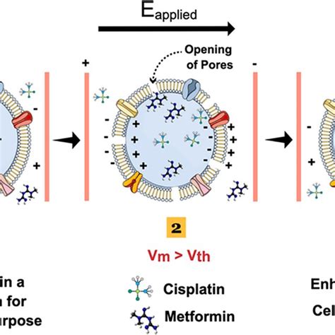 Enhanced Drug Delivery: