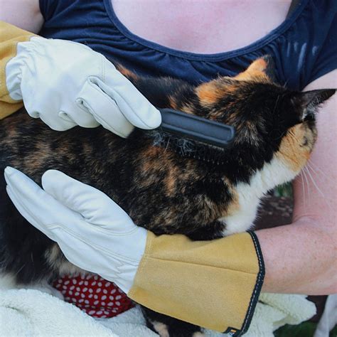 Enhanced Feline Gauntlets: A Revolutionary Frontier in Cat Care