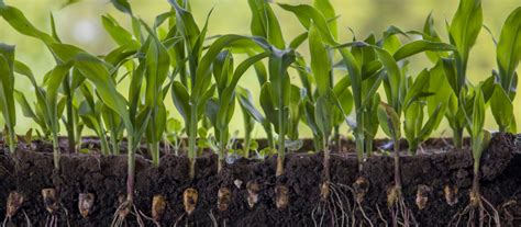 Enhanced Fertilizer Efficiency: