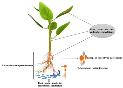 Enhanced Foliage Growth: