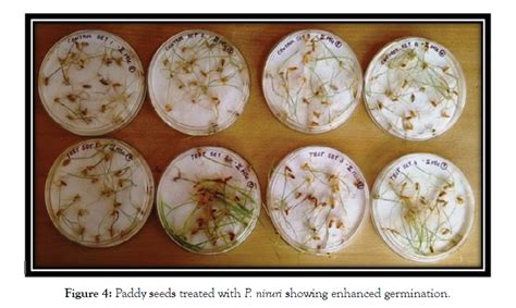 Enhanced Germination: