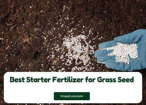 Enhanced Grass Growth with Grass Seed Starter Fertilizer: A Green Revolution