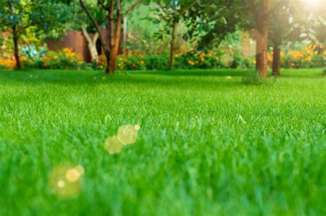 Enhanced Lawn Appearance: