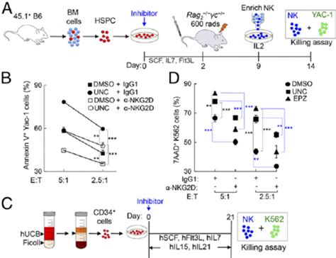 Enhanced NK cell activity: