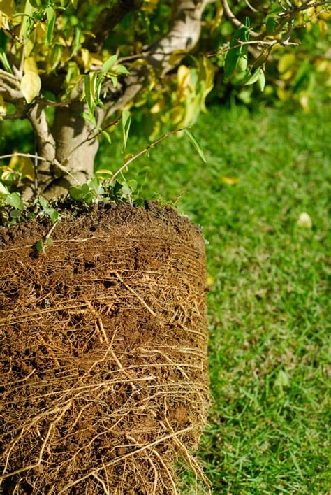 Enhanced Root Growth and Development: