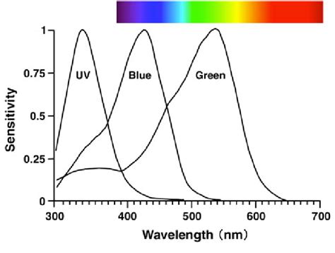 Enhanced Sensitivity to Blue and Green: