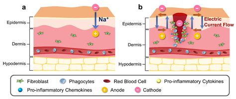 Enhanced Wound Healing: