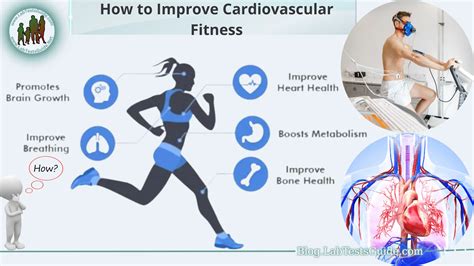 Enhanced cardiovascular fitness: