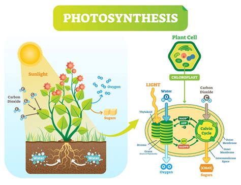 Enhances Photosynthesis: