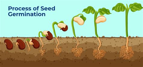 Enhances Seed Germination: