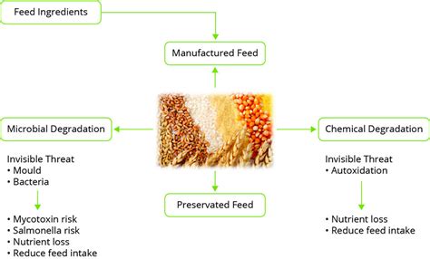 Enhancing Feed Quality and Consistency