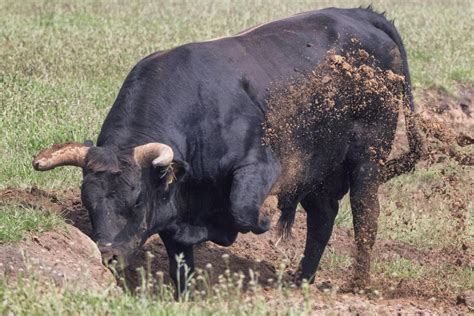 Enhancing Herd Performance: Comprehensive Guide to Tauros Cattle