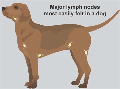 Enlarged Lymph Nodes in Dogs: A Comprehensive Guide