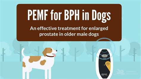 Enlarged Prostate Gland in Dogs: A Comprehensive Guide to Diagnosis, Treatment, and Prevention