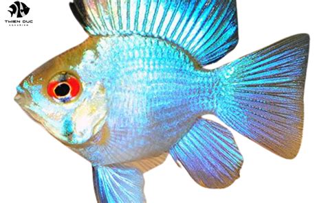 Enrich Your Aquarium with Exotic Freshwater Fish: A Comprehensive Guide