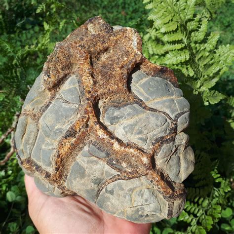 Enriching the World with Raw Septarian Nodules