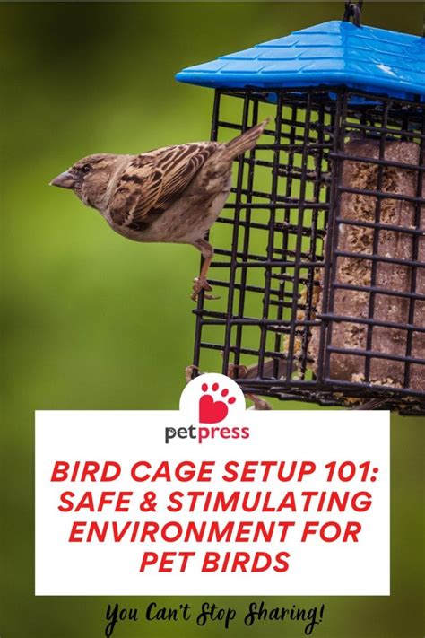 Ensuring a Safe and Stimulating Environment for Your Avian Companion