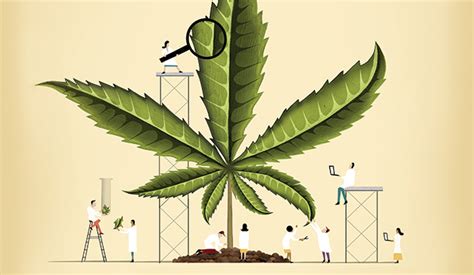 Entrando no Mundo da Cannabis: Uma Introdução ao Blaze.com