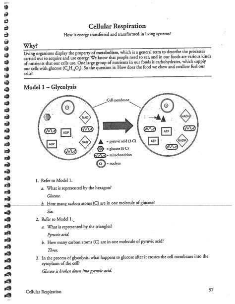 Enzyme Cellular Respiration Pogil Answers Epub