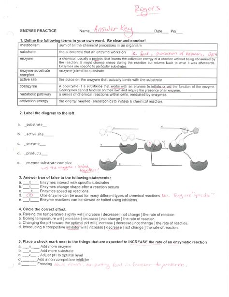 Enzyme Practice Answer Key PDF