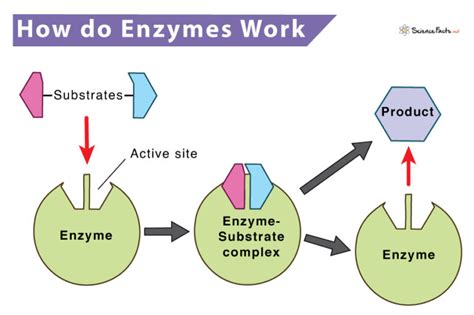 Enzyme Structure - Part L Reader