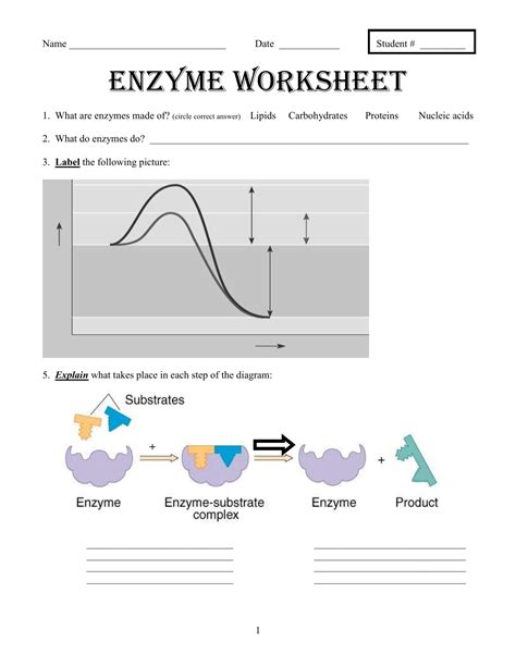 Enzyme Worksheet With Answers Reader