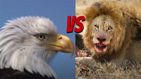 Epic Clash: Eagles vs. Lions - A Battle for Dominance