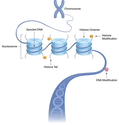 Epigenetics and Chromatin Reader