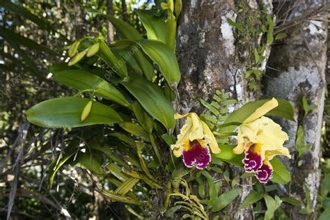 Epiphytic Orchids: