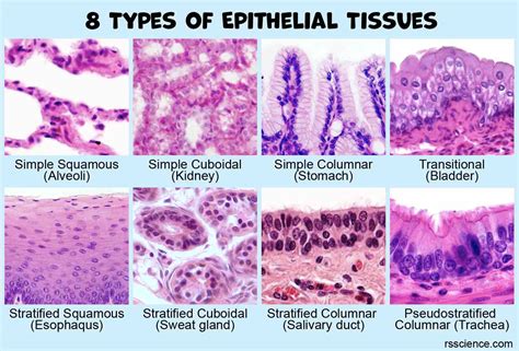 Epithelial Tissue Yahoo Answers Reader