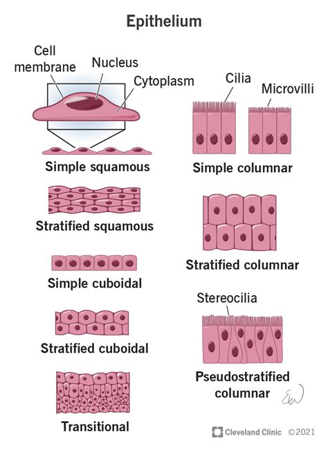 Epithelium: