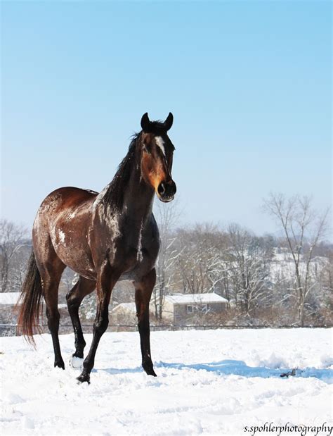 Equestrian Elegance: Unbridled Style with Horse Costumes