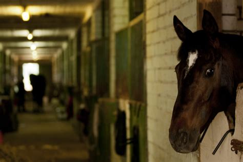 Equine Rage: The Silent Epidemic