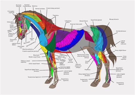 Equine Science Doc
