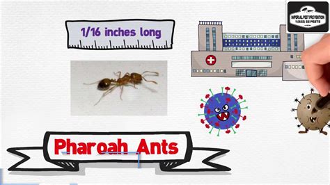 Eradicating the Sugar Ant Invasion: A Comprehensive Guide