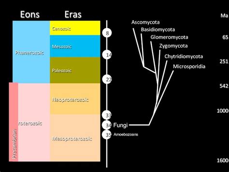 Eras of MA[
