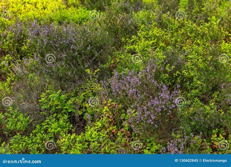 Erica xstacy: A Comprehensive Guide to a Versatile Heathland Plant