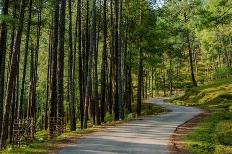 Escape the Ordinary: Unveiling the Magic of Ooty Pine Forest