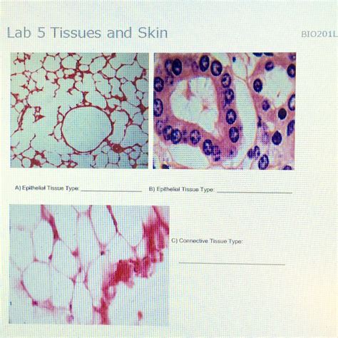 Escience Labs Answers Lab 5 Tissues And Skin Ebook Kindle Editon