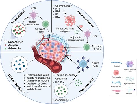 Escort Myc: A Comprehensive Guide to Potentiating Cancer Therapies