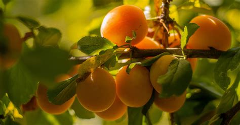 Essential Apricot Tree Fertilizer for 2023: A Comprehensive Guide