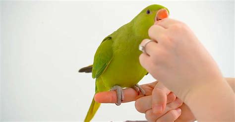 Essential Bird Toys: Tailoring to Specific Behaviors in 2025