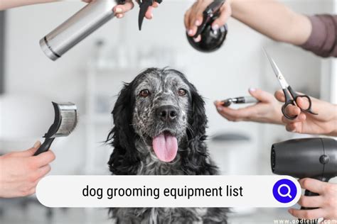 Essential Dog Grooming Tools and Products: Guide to a Pristine Pet