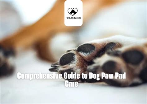 Essential Dog Paw Care Tips for 2025: A Comprehensive Guide