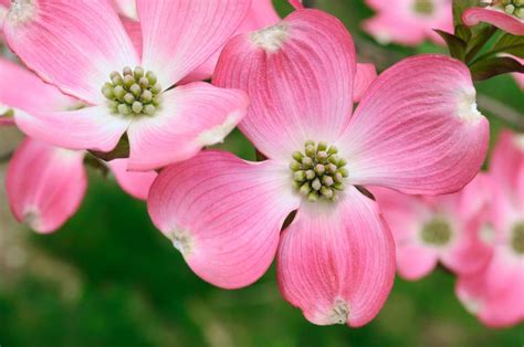 Essential Facts About Dogwood Chinese
