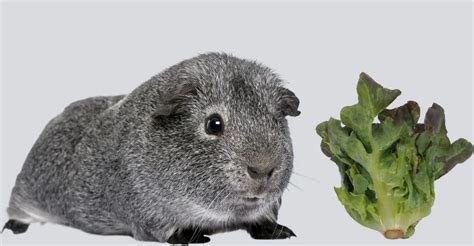 Essential Greens for the Health and Well-being of Guinea Pigs