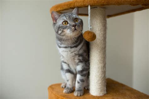 Essential Guide to Choosing the Perfect Cat Tower Floor to Ceiling for Your Feline Friend: