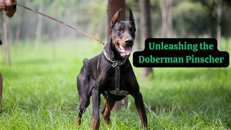 Essential Guide to Cora Doberman Studio: Unleashing the Power of Professional Sound Engineering