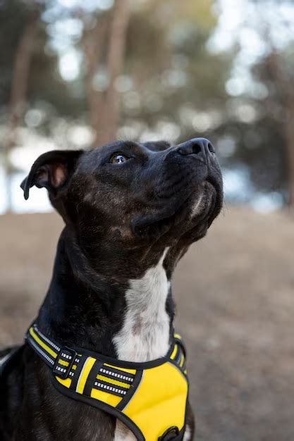 Essential Guide to Dog Collars: Ensuring Comfort, Safety, and Style for Your Furry Friend